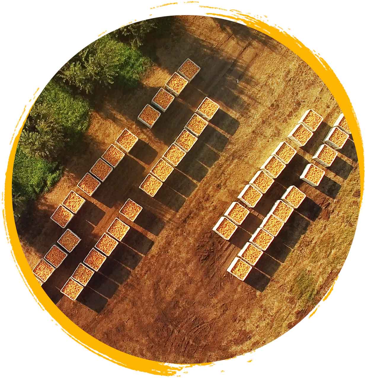 Overhead shot of crates of peaches