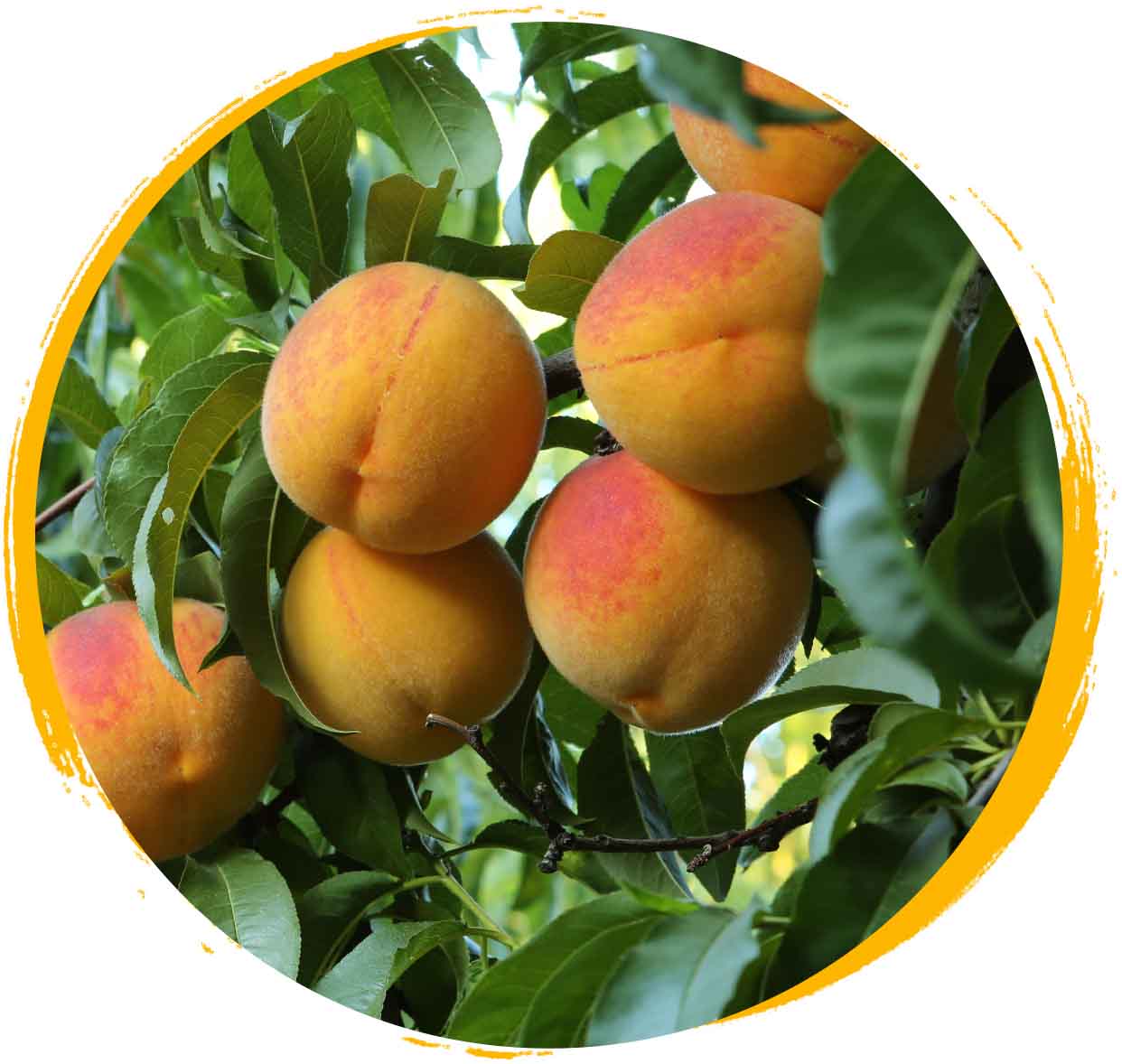 Group of peaches on tree