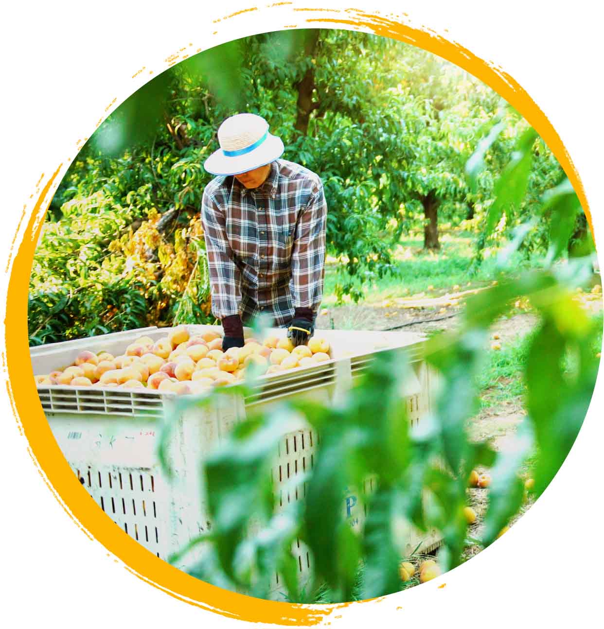 Worker inspecting crate of peaches