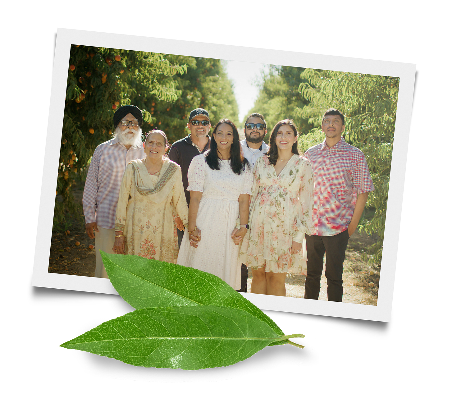 California peach growers